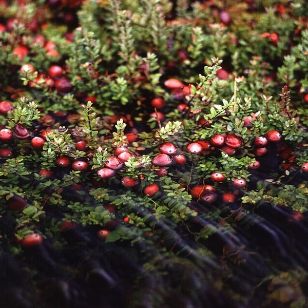 Cranberry Bag