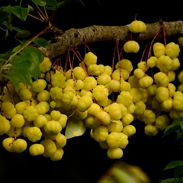 Gooseberry Cluster