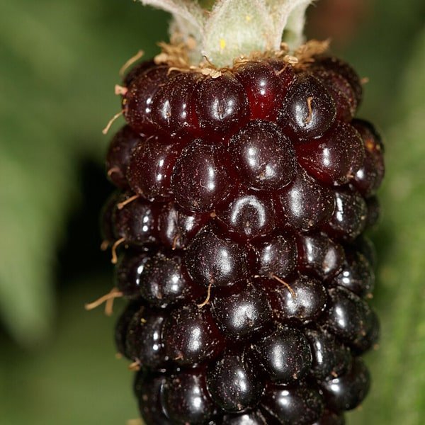 Boysenberry Pack