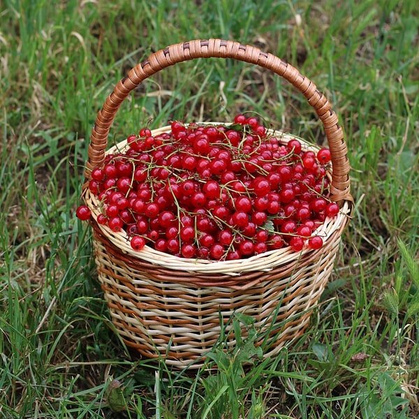 Red Currant Bunch