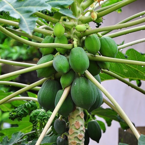 Papaya Solo