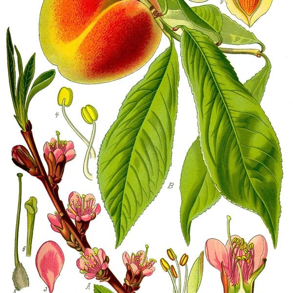 White Peach