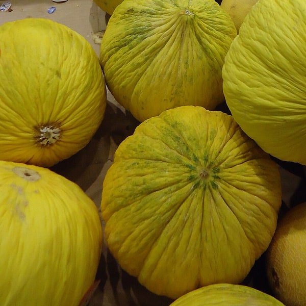 Galia Melon