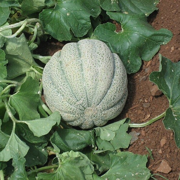 Casaba Melon