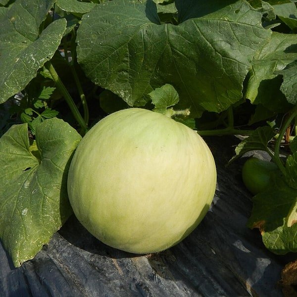 Crenshaw Melon