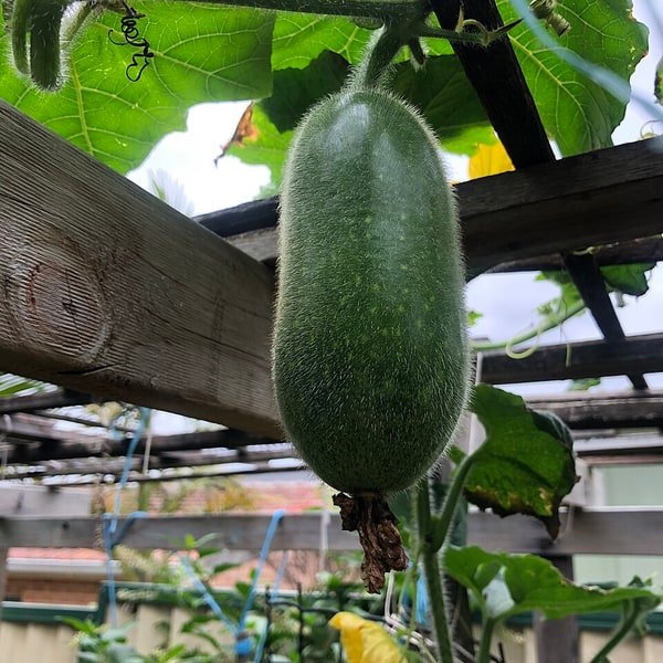Winter Melon Slice