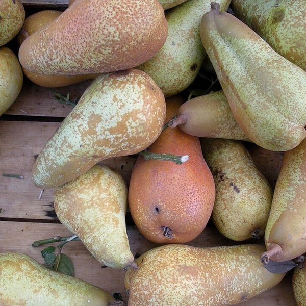 Bosc Pear