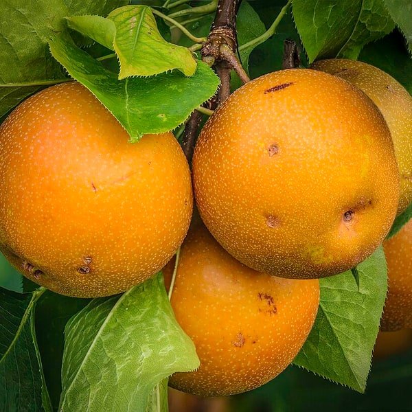 Asian Pear Nashi