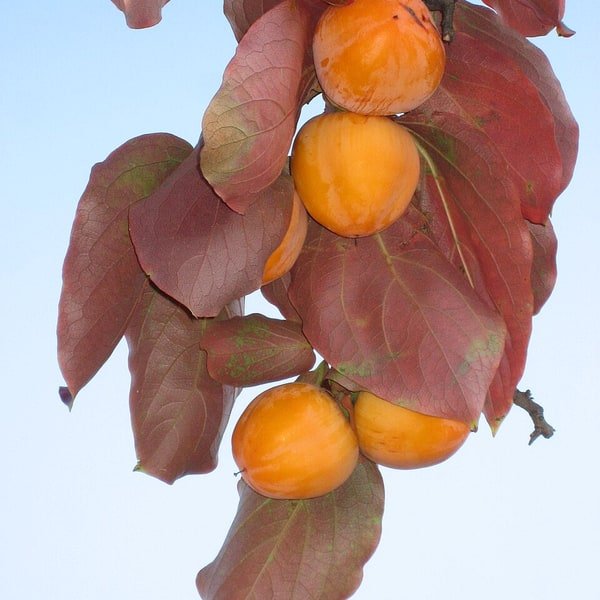 Persimmon Fuyu