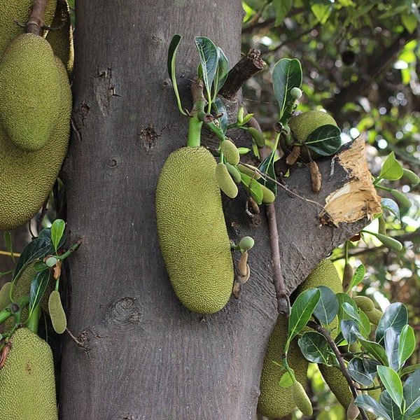 Jackfruit Segment