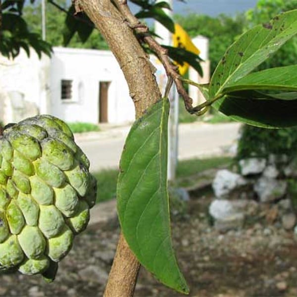 Custard Apple Sitaphal