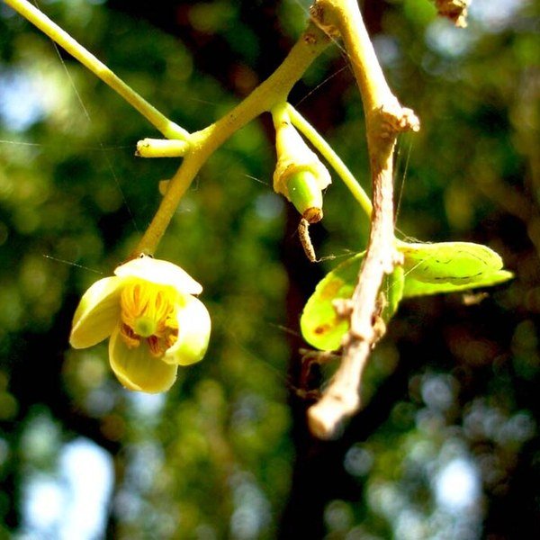 Wood Apple Bael